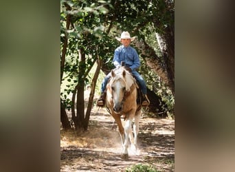 American Quarter Horse Mix, Wallach, 15 Jahre, 142 cm, Palomino