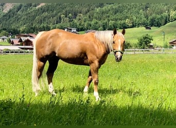 American Quarter Horse, Wallach, 15 Jahre, 144 cm, Palomino