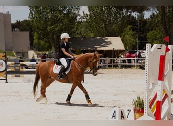 American Quarter Horse, Wallach, 15 Jahre, 145 cm, Hellbrauner