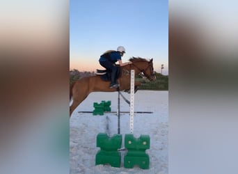 American Quarter Horse, Wallach, 15 Jahre, 145 cm, Hellbrauner