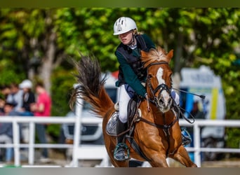 American Quarter Horse, Wallach, 15 Jahre, 145 cm, Hellbrauner
