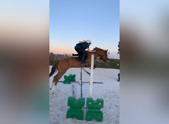 American Quarter Horse, Wallach, 15 Jahre, 145 cm, Hellbrauner