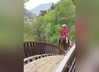 American Quarter Horse, Wallach, 15 Jahre, 145 cm, Rotfuchs