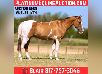 American Quarter Horse, Wallach, 15 Jahre, 145 cm, Tobiano-alle-Farben