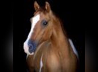 American Quarter Horse, Wallach, 15 Jahre, 145 cm, Tobiano-alle-Farben