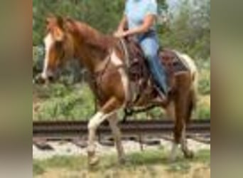 American Quarter Horse, Wallach, 15 Jahre, 145 cm, Tobiano-alle-Farben