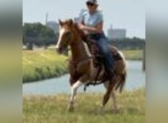 American Quarter Horse, Wallach, 15 Jahre, 145 cm, Tobiano-alle-Farben
