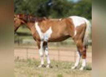 American Quarter Horse, Wallach, 15 Jahre, 145 cm, Tobiano-alle-Farben