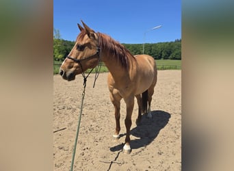 American Quarter Horse, Wallach, 15 Jahre, 147 cm, Red Dun