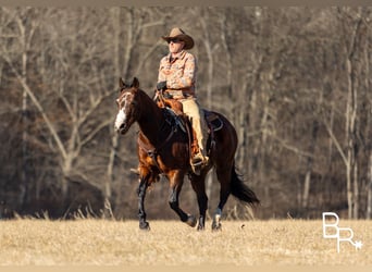 American Quarter Horse, Wallach, 15 Jahre, 147 cm, Rotbrauner