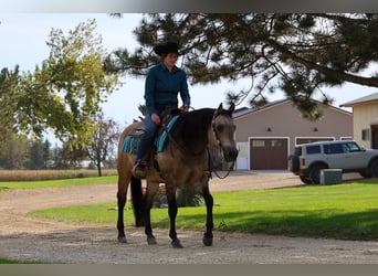 American Quarter Horse, Wallach, 15 Jahre, 150 cm, Buckskin