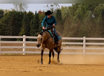 American Quarter Horse, Wallach, 15 Jahre, 150 cm, Buckskin