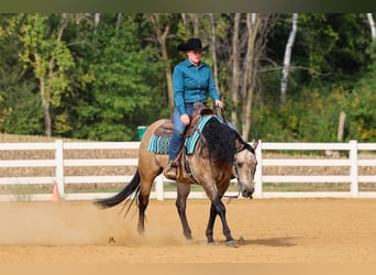 American Quarter Horse, Wallach, 15 Jahre, 150 cm, Buckskin