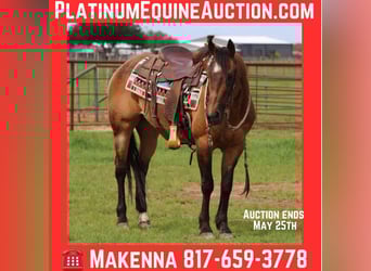 American Quarter Horse, Wallach, 15 Jahre, 150 cm, Buckskin