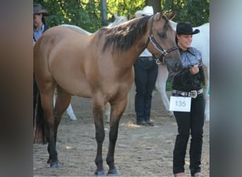 American Quarter Horse, Wallach, 15 Jahre, 150 cm, Dunalino