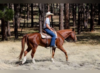 American Quarter Horse, Wallach, 15 Jahre, 150 cm, Dunkelfuchs
