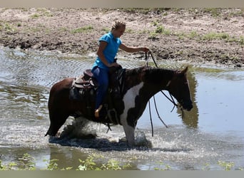 American Quarter Horse, Wallach, 15 Jahre, 150 cm, Dunkelfuchs