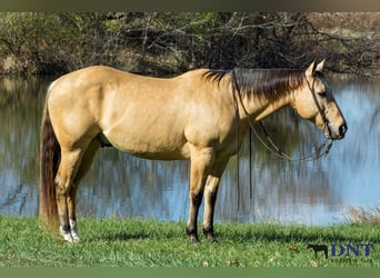 American Quarter Horse, Wallach, 15 Jahre, 150 cm, Falbe