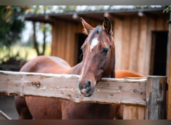 American Quarter Horse, Wallach, 15 Jahre, 150 cm