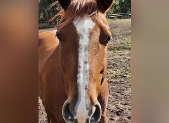 American Quarter Horse, Wallach, 15 Jahre, 150 cm, Fuchs