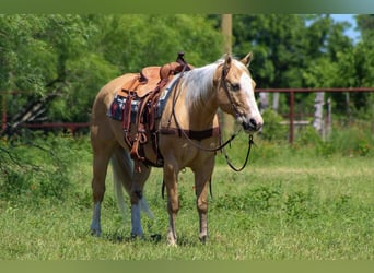 American Quarter Horse, Wallach, 15 Jahre, 150 cm, Palomino
