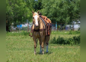 American Quarter Horse, Wallach, 15 Jahre, 150 cm, Palomino