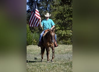 American Quarter Horse, Wallach, 15 Jahre, 150 cm, Red Dun