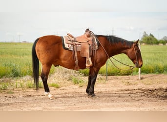 American Quarter Horse, Wallach, 15 Jahre, 150 cm, Rotbrauner