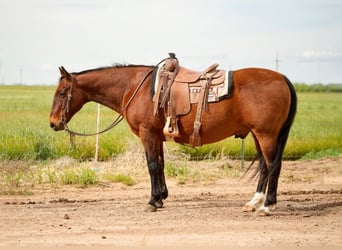 American Quarter Horse, Wallach, 15 Jahre, 150 cm, Rotbrauner