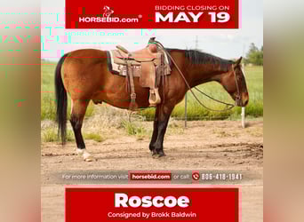 American Quarter Horse, Wallach, 15 Jahre, 150 cm, Rotbrauner