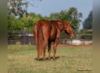 American Quarter Horse, Wallach, 15 Jahre, 150 cm, Rotfuchs