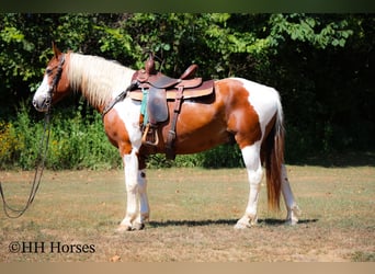American Quarter Horse, Wallach, 15 Jahre, 150 cm, Tobiano-alle-Farben
