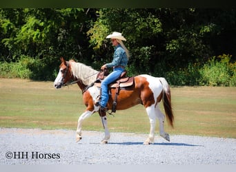 American Quarter Horse, Wallach, 15 Jahre, 150 cm, Tobiano-alle-Farben