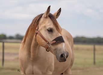 American Quarter Horse, Wallach, 15 Jahre, 152 cm, Buckskin