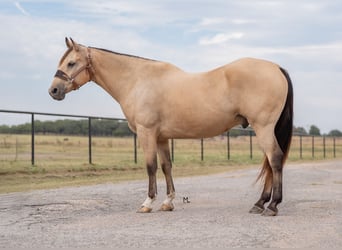 American Quarter Horse, Wallach, 15 Jahre, 152 cm, Buckskin