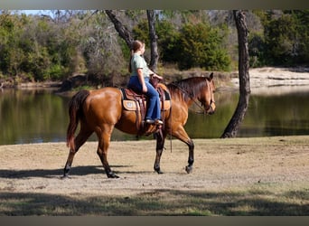 American Quarter Horse, Wallach, 15 Jahre, 152 cm, Buckskin