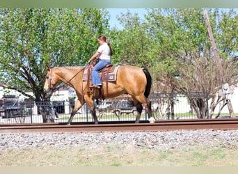 American Quarter Horse, Wallach, 15 Jahre, 152 cm, Buckskin