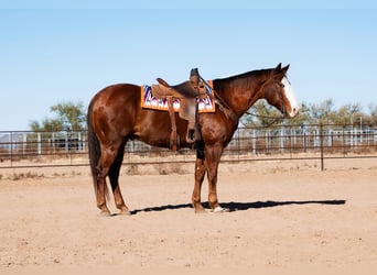 American Quarter Horse, Wallach, 15 Jahre, 152 cm, Dunkelfuchs