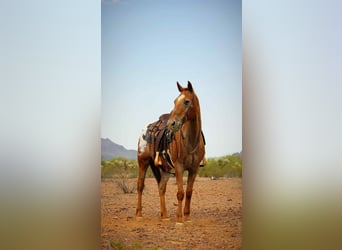 American Quarter Horse, Wallach, 15 Jahre, 152 cm, Dunkelfuchs