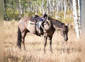 American Quarter Horse, Wallach, 15 Jahre, 152 cm, Grullo