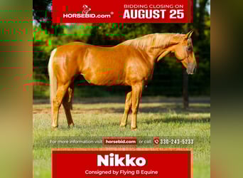 American Quarter Horse, Wallach, 15 Jahre, 152 cm, Palomino