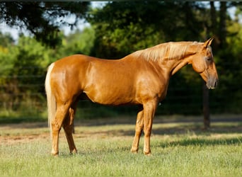 American Quarter Horse, Wallach, 15 Jahre, 152 cm, Palomino