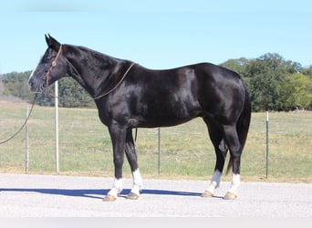 American Quarter Horse, Wallach, 15 Jahre, 152 cm, Rappe