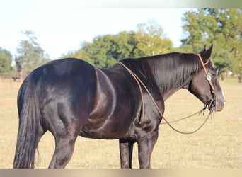 American Quarter Horse, Wallach, 15 Jahre, 152 cm, Rappe