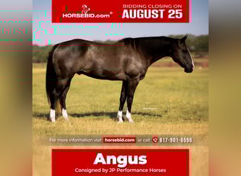 American Quarter Horse, Wallach, 15 Jahre, 152 cm, Rappe