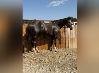 American Quarter Horse, Wallach, 15 Jahre, 152 cm, Rappe