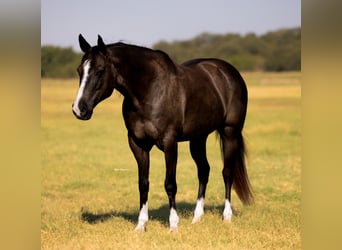 American Quarter Horse, Wallach, 15 Jahre, 152 cm, Rappe