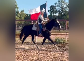 American Quarter Horse, Wallach, 15 Jahre, 152 cm, Rappe