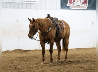 American Quarter Horse, Wallach, 15 Jahre, 152 cm, Red Dun