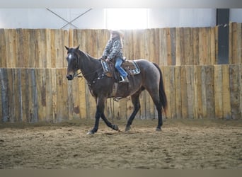 American Quarter Horse, Wallach, 15 Jahre, 152 cm, Roan-Bay